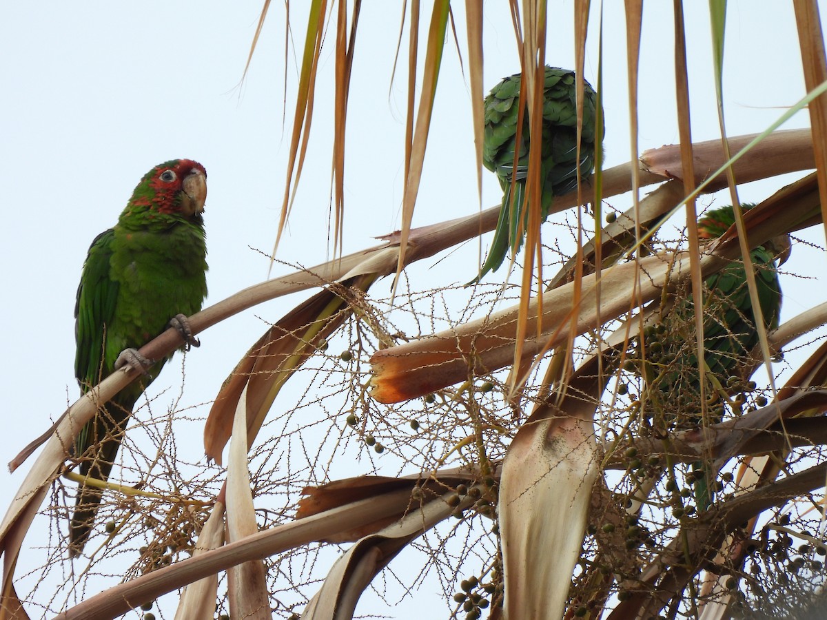 Mitred Parakeet - ML623972885