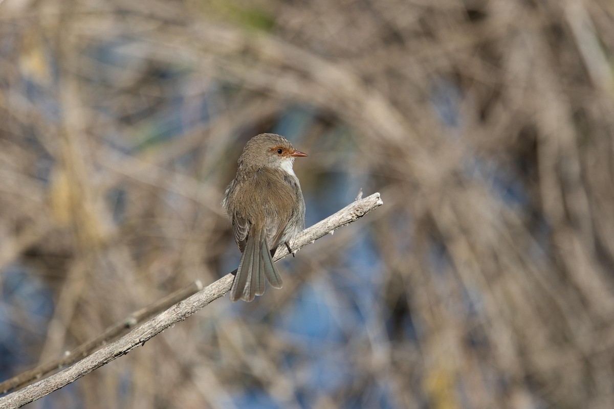 Superb Fairywren - ML623972890