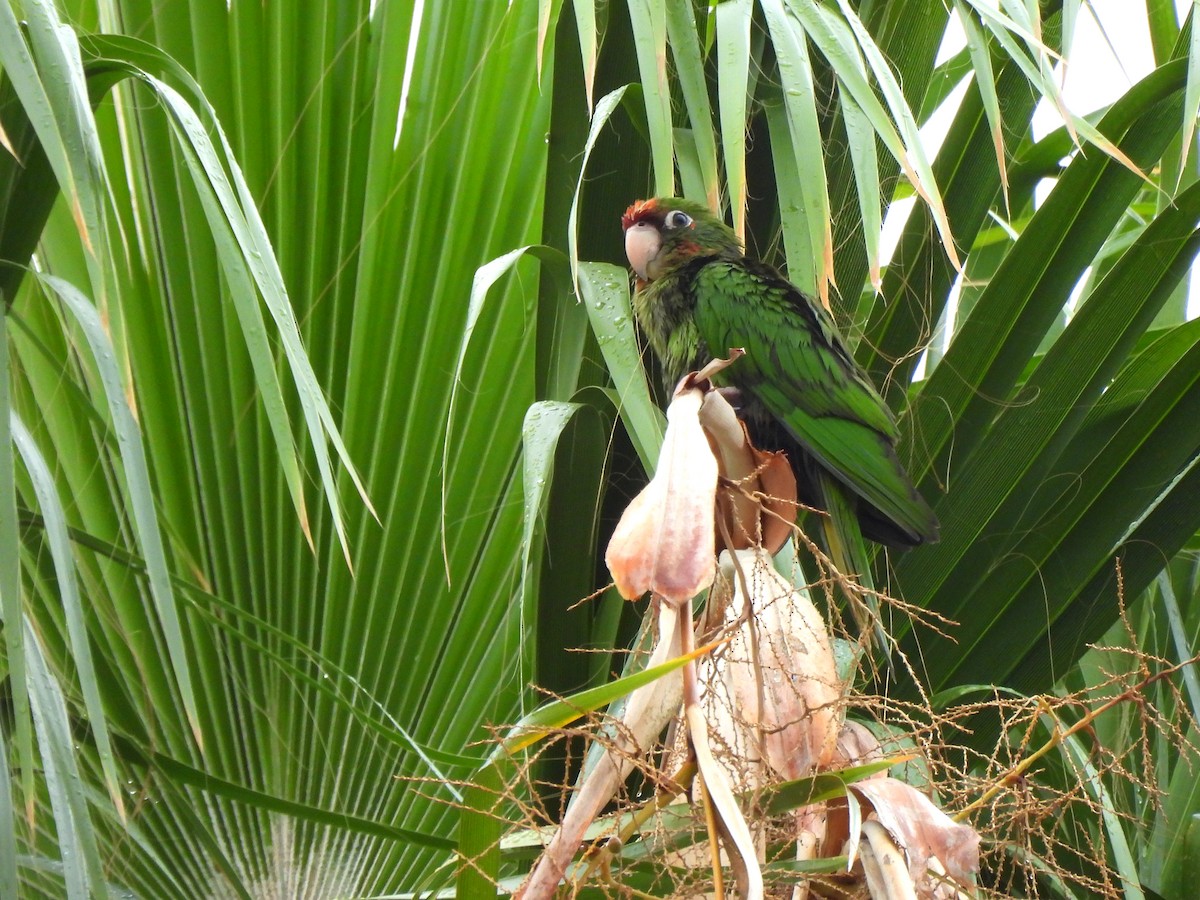 Conure mitrée - ML623972892