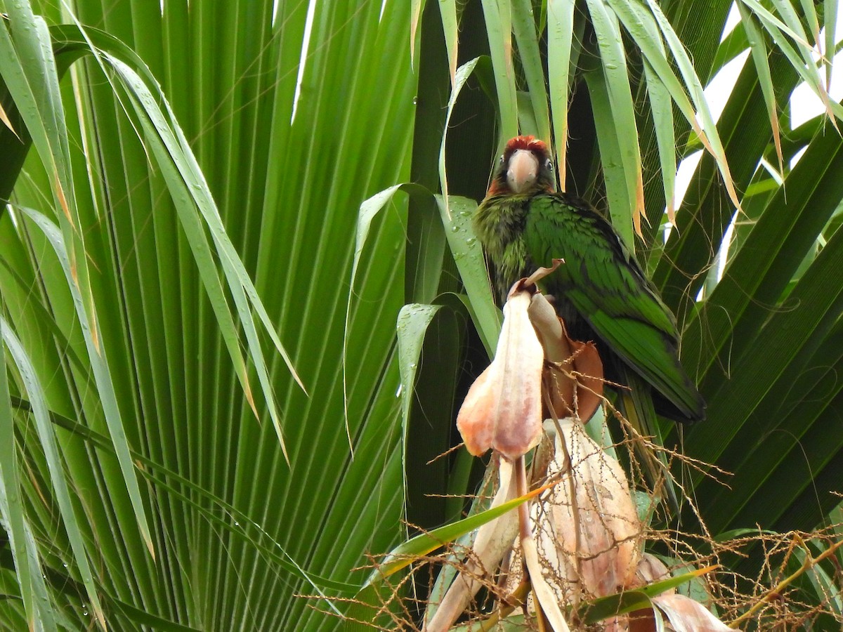 Conure mitrée - ML623972893