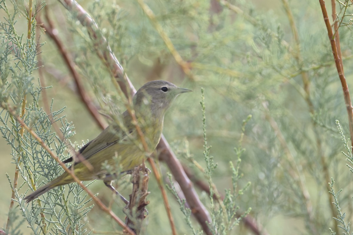 Orange-crowned Warbler - ML623972894