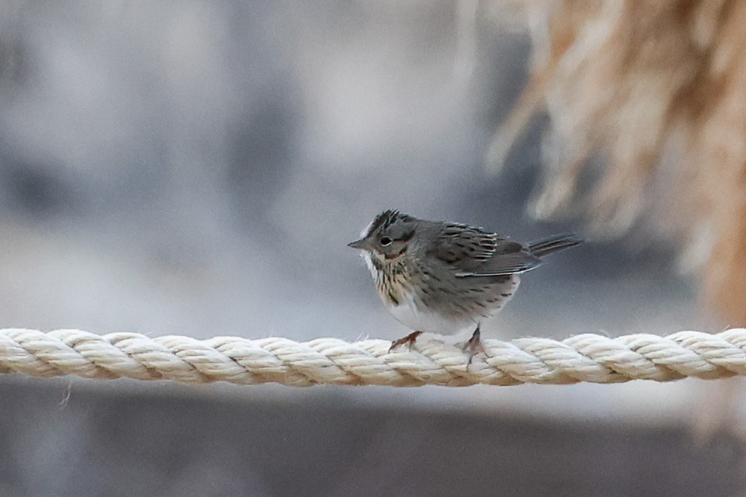 Lincoln's Sparrow - ML623972907