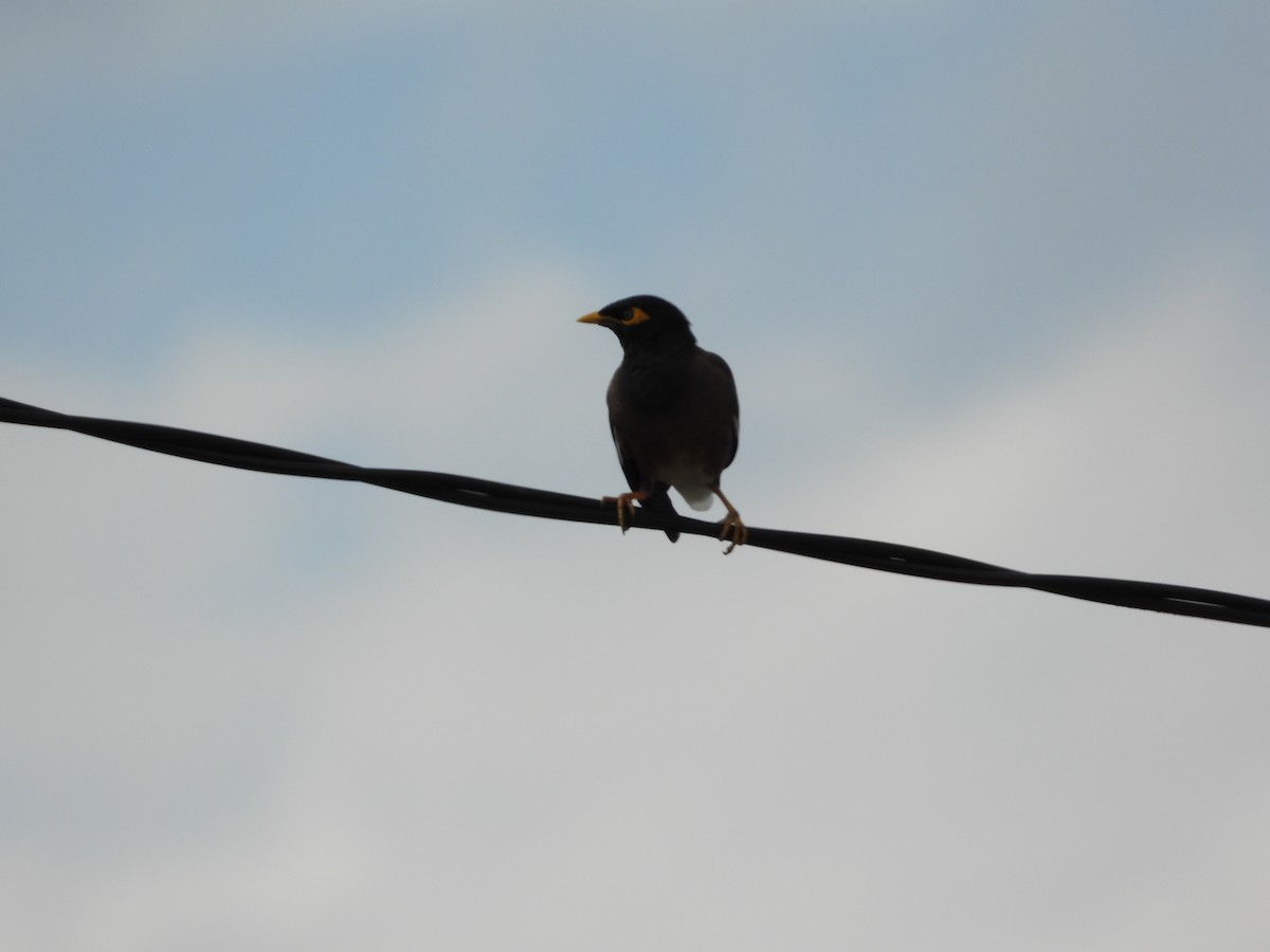 Common Myna - ML623972908