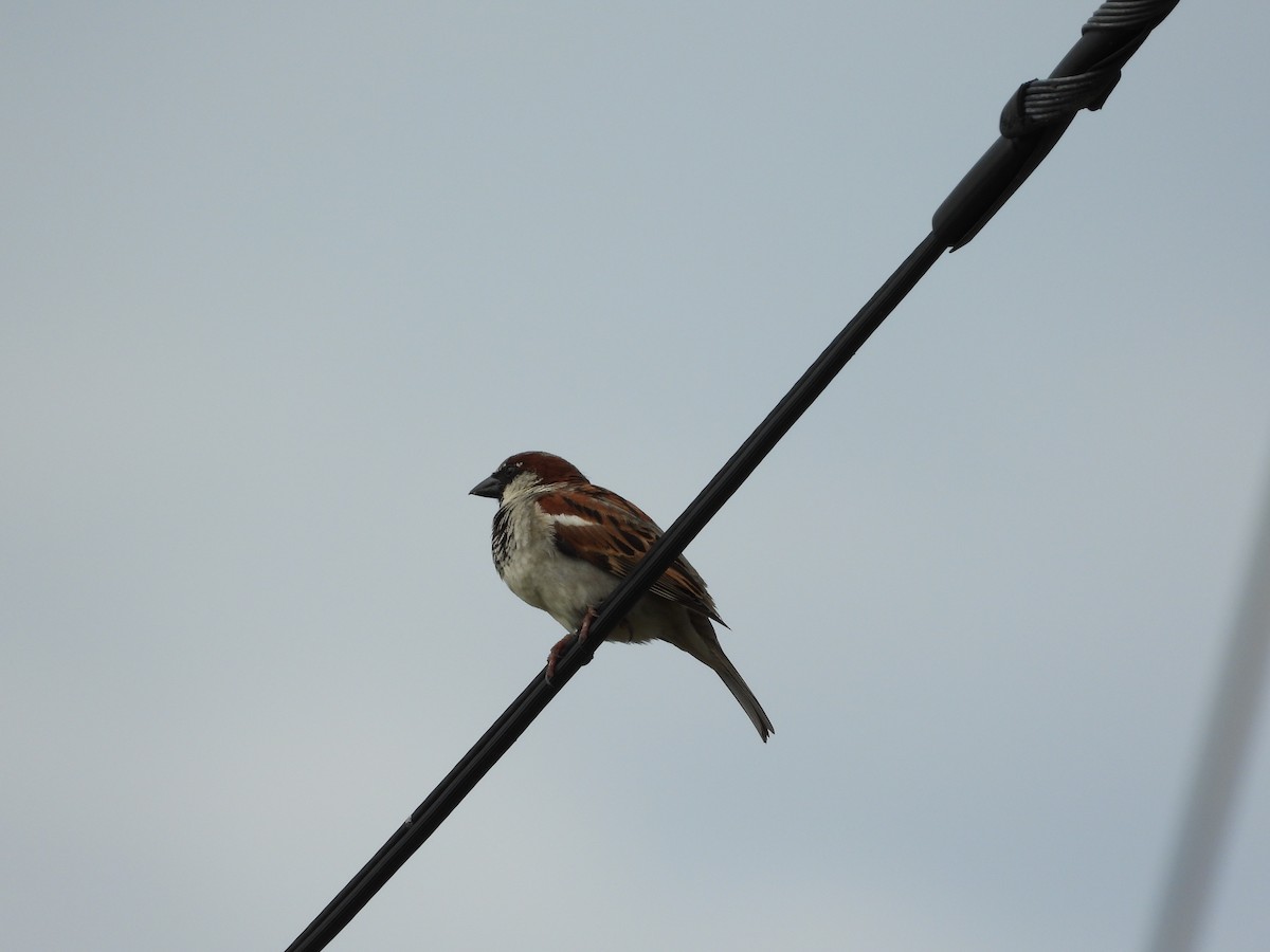 House Sparrow - Monica Mesch