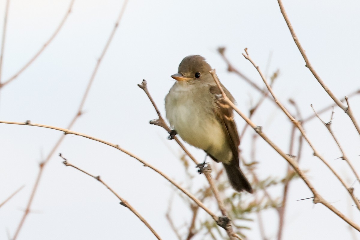 Willow Flycatcher - ML623972910