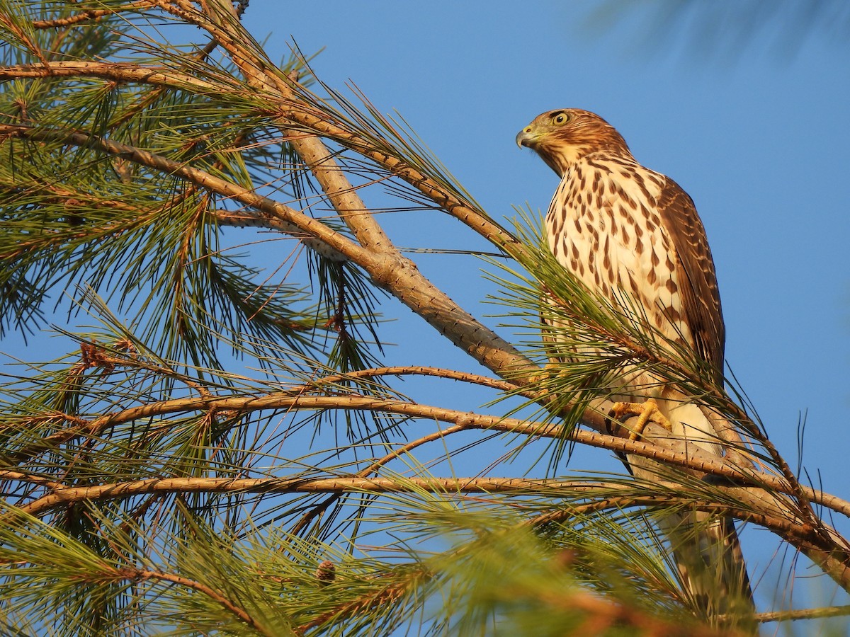 Cooper's Hawk - ML623972911