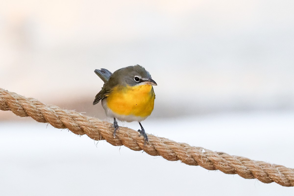 Yellow-breasted Chat - ML623972916