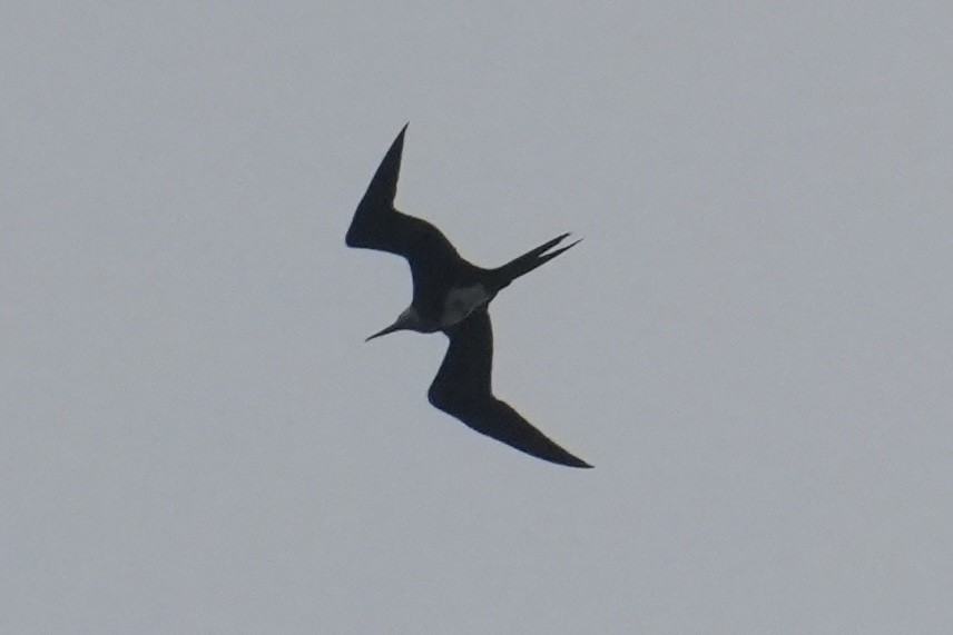 白斑軍艦鳥 - ML623972917