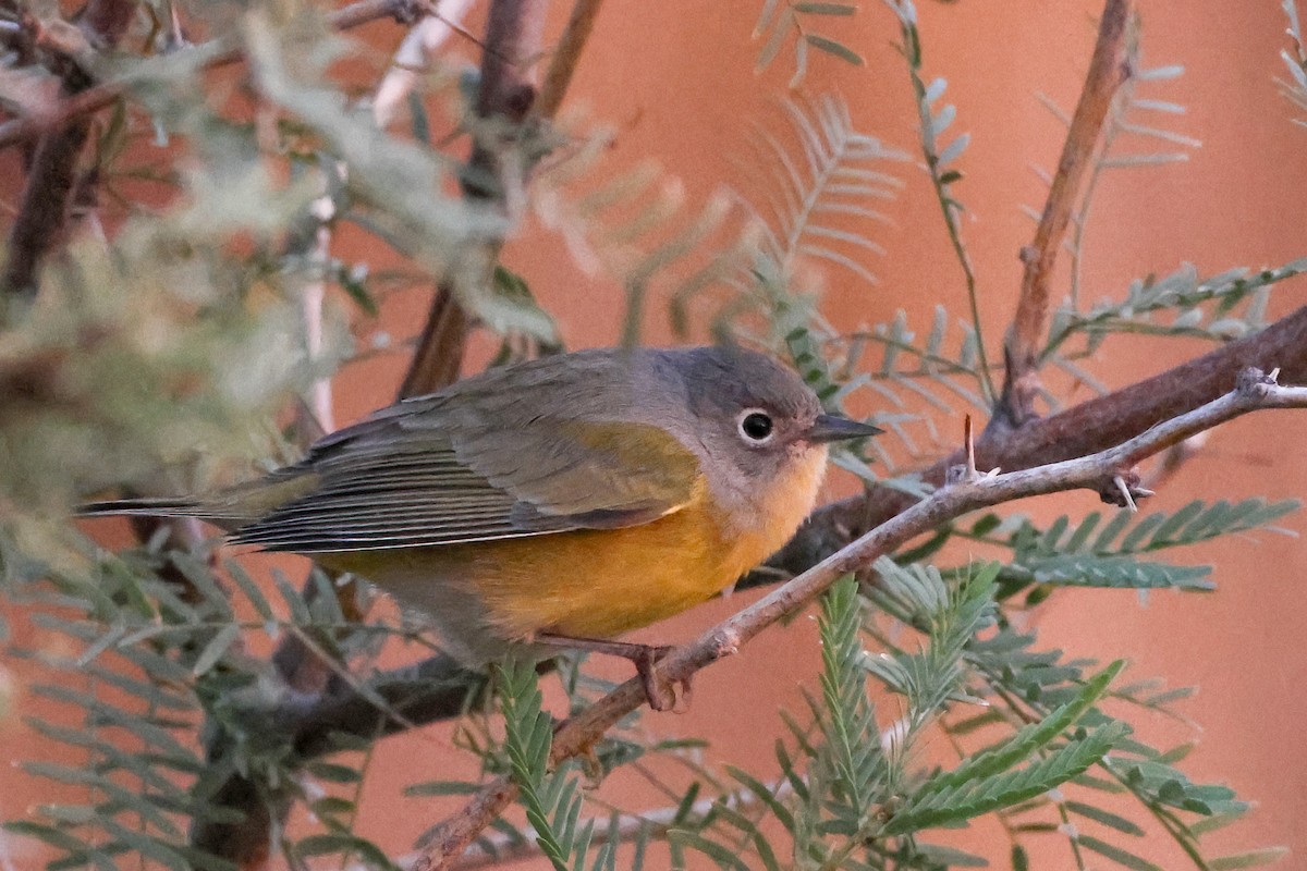 Nashville Warbler - ML623972920