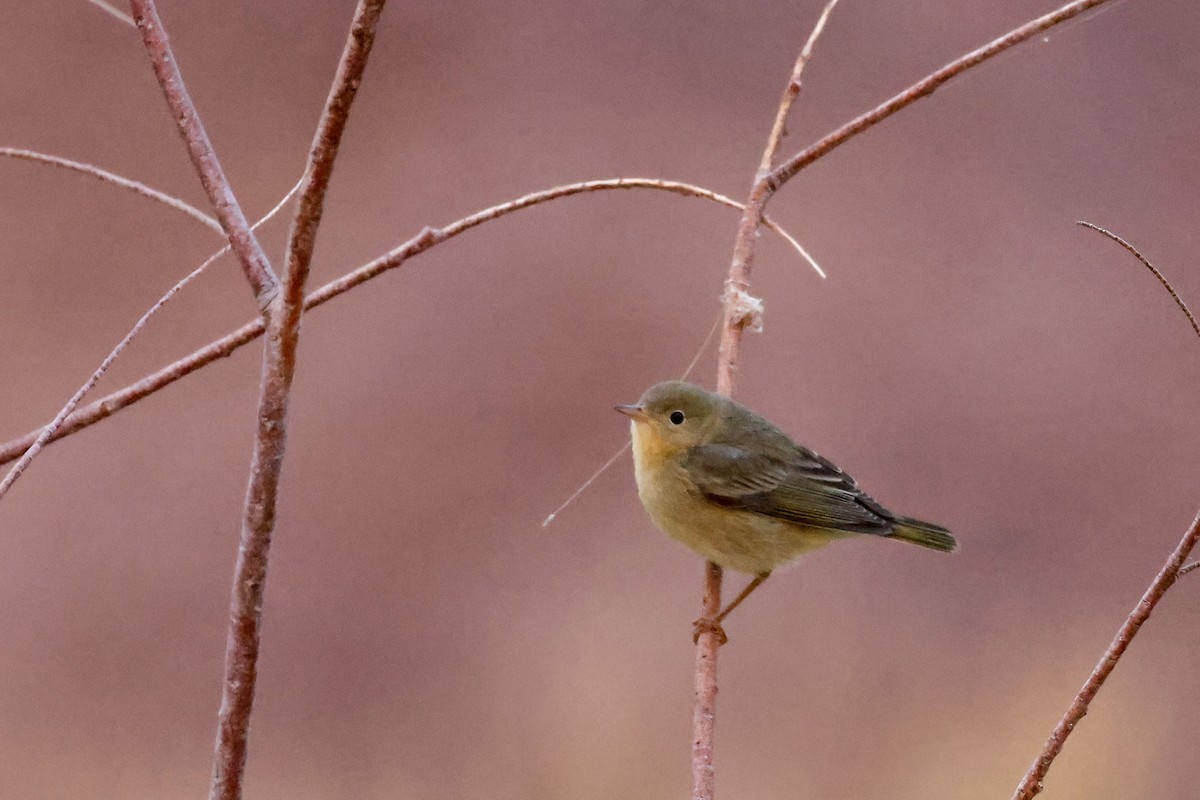 Yellow Warbler - ML623972923