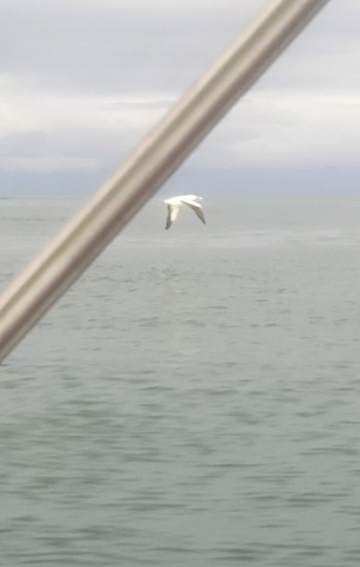 Nazca Booby - ML623972941