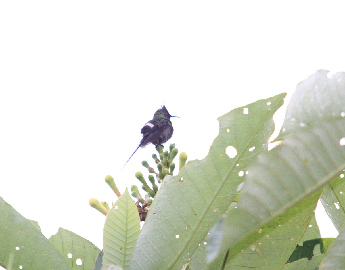 Wire-crested Thorntail - ML623972947