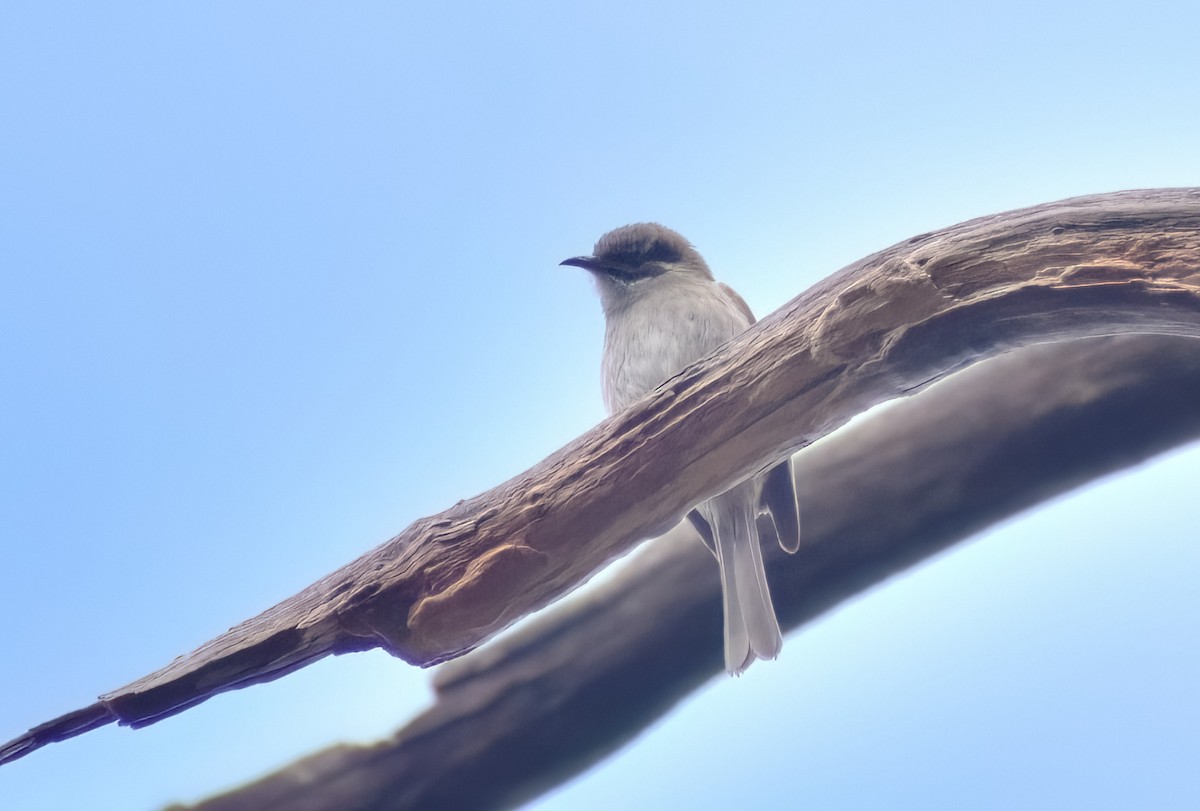 Yellow-faced Honeyeater - ML623972952