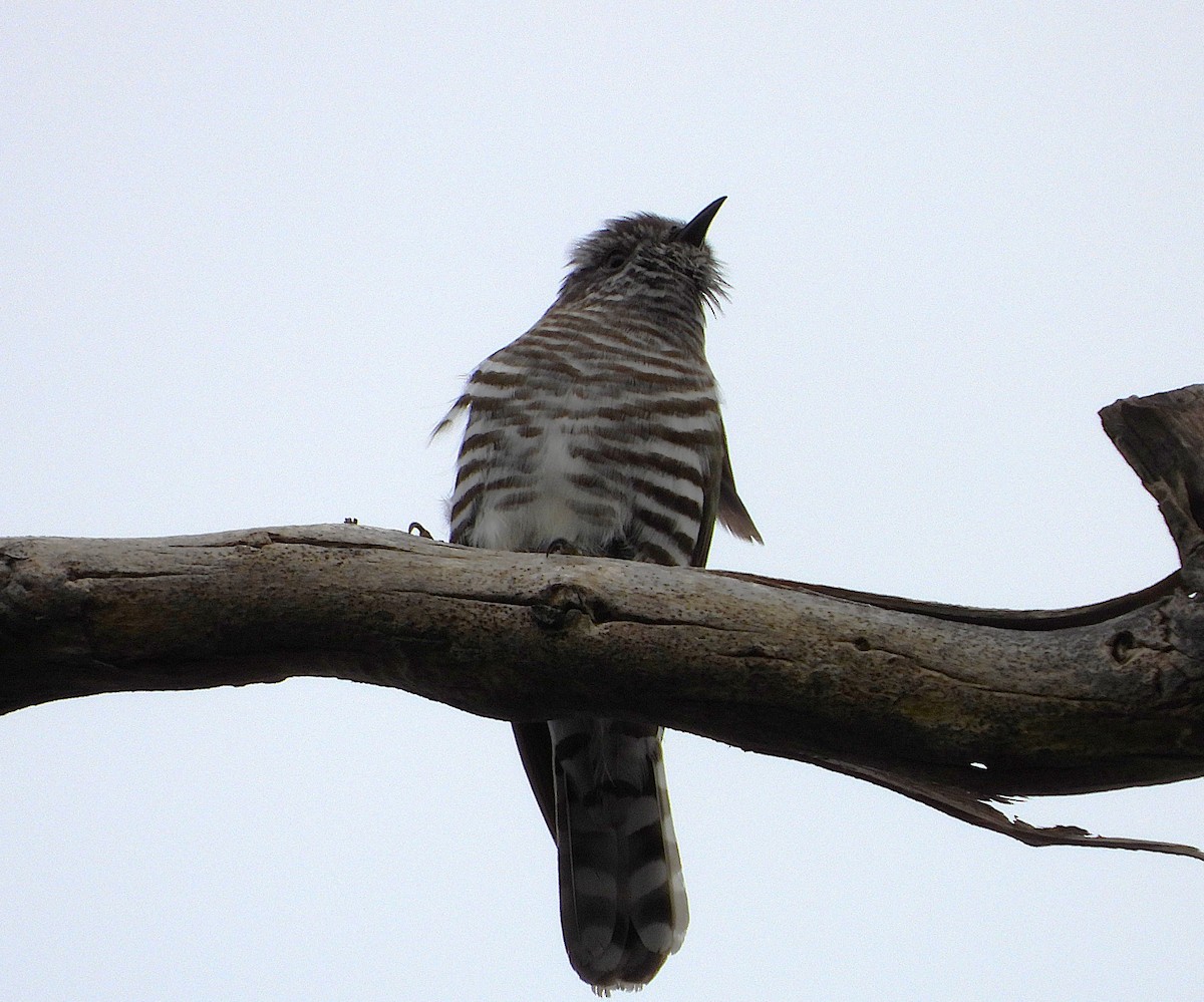 Shining Bronze-Cuckoo - Gordon Rich