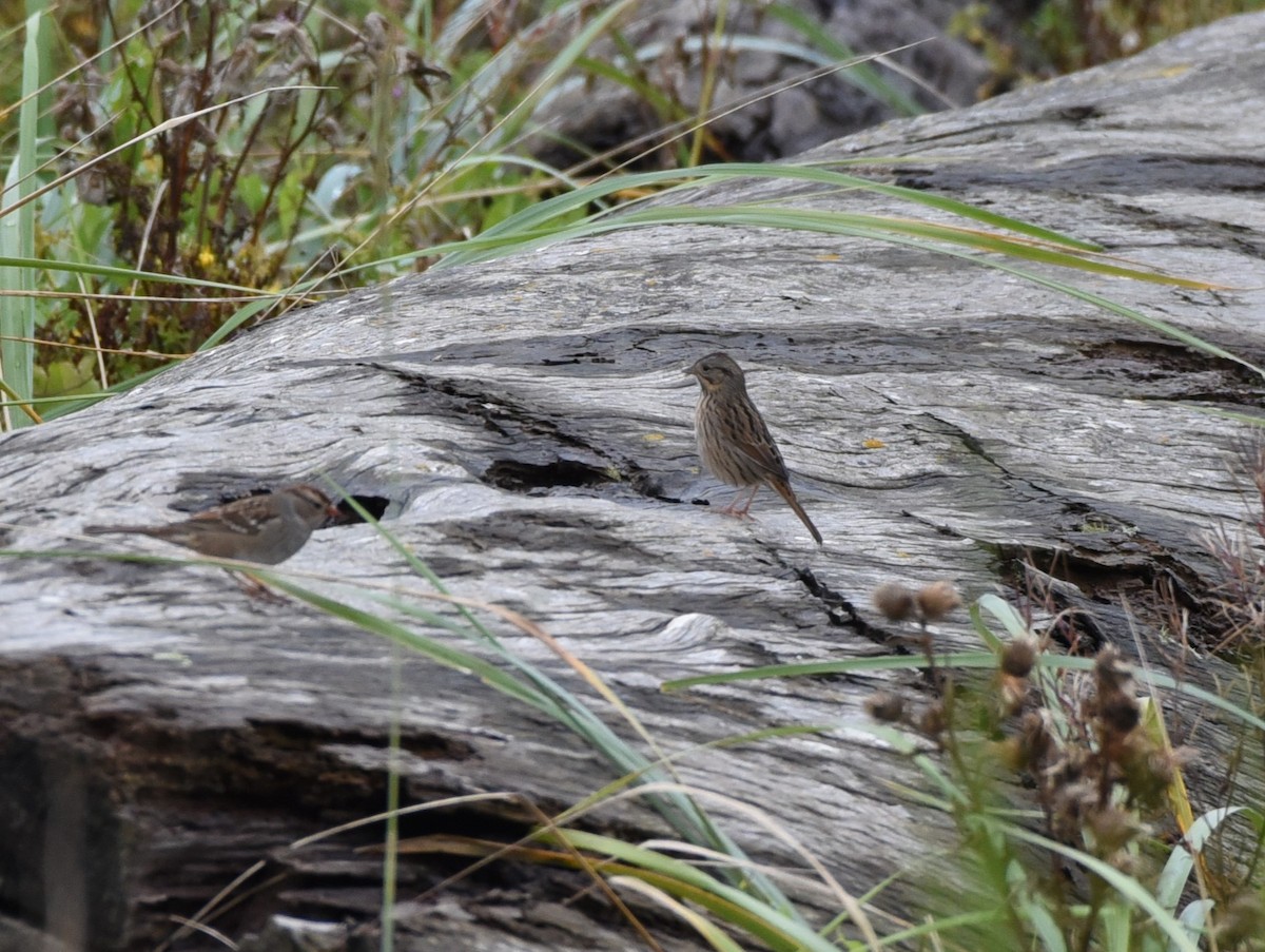 Lincoln's Sparrow - ML623972977