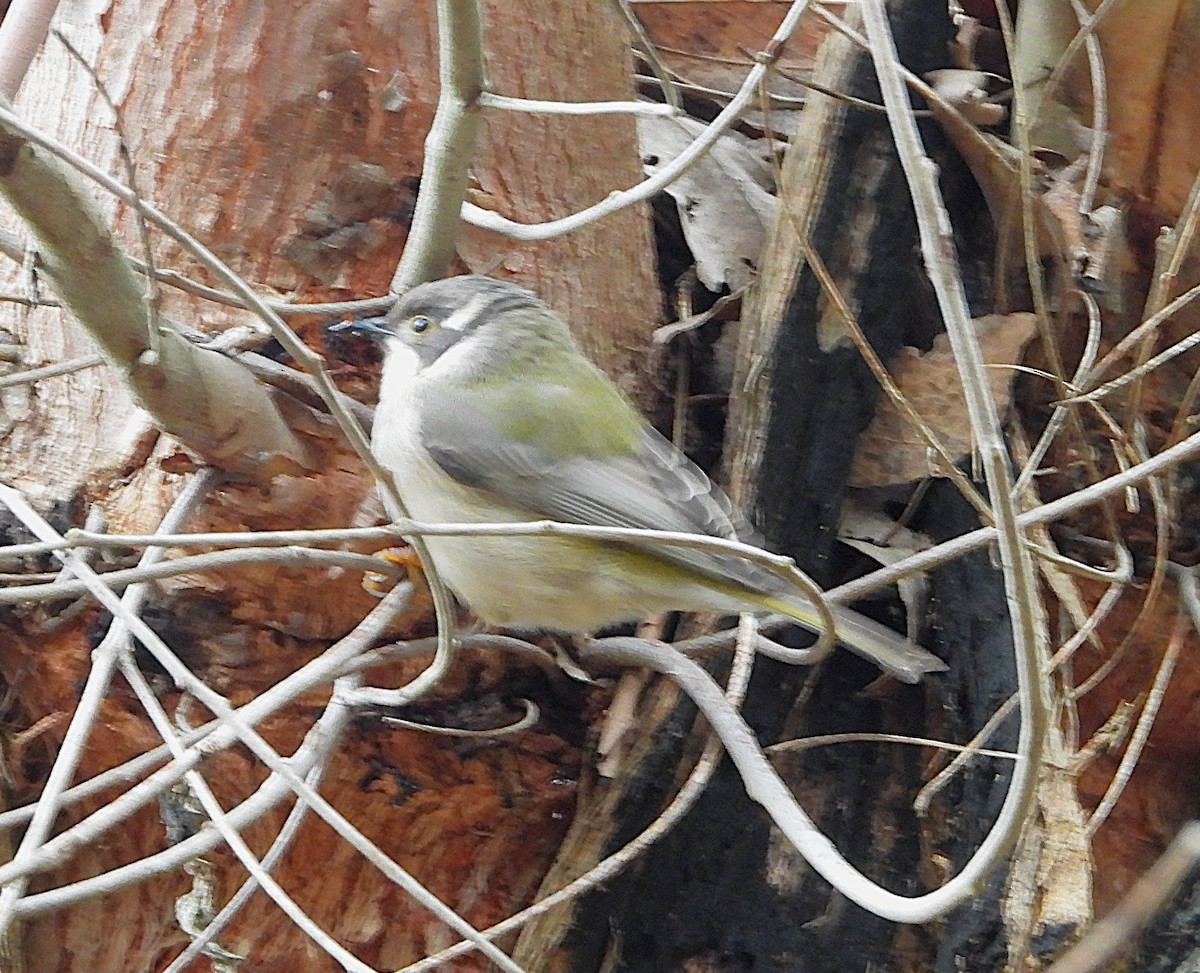 Brown-headed Honeyeater - ML623972980