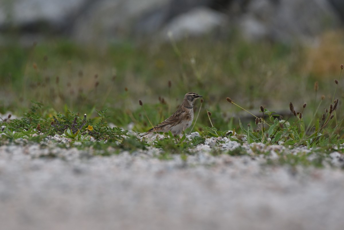 Horned Lark - ML623972986