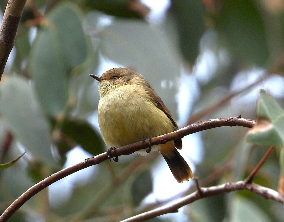 Buff-rumped Thornbill - ML623972987