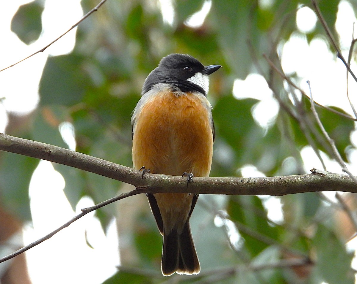 Rufous Whistler - ML623972990