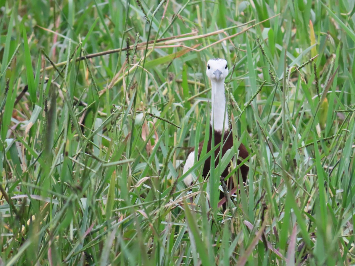 Pheasant-tailed Jacana - ML623972992