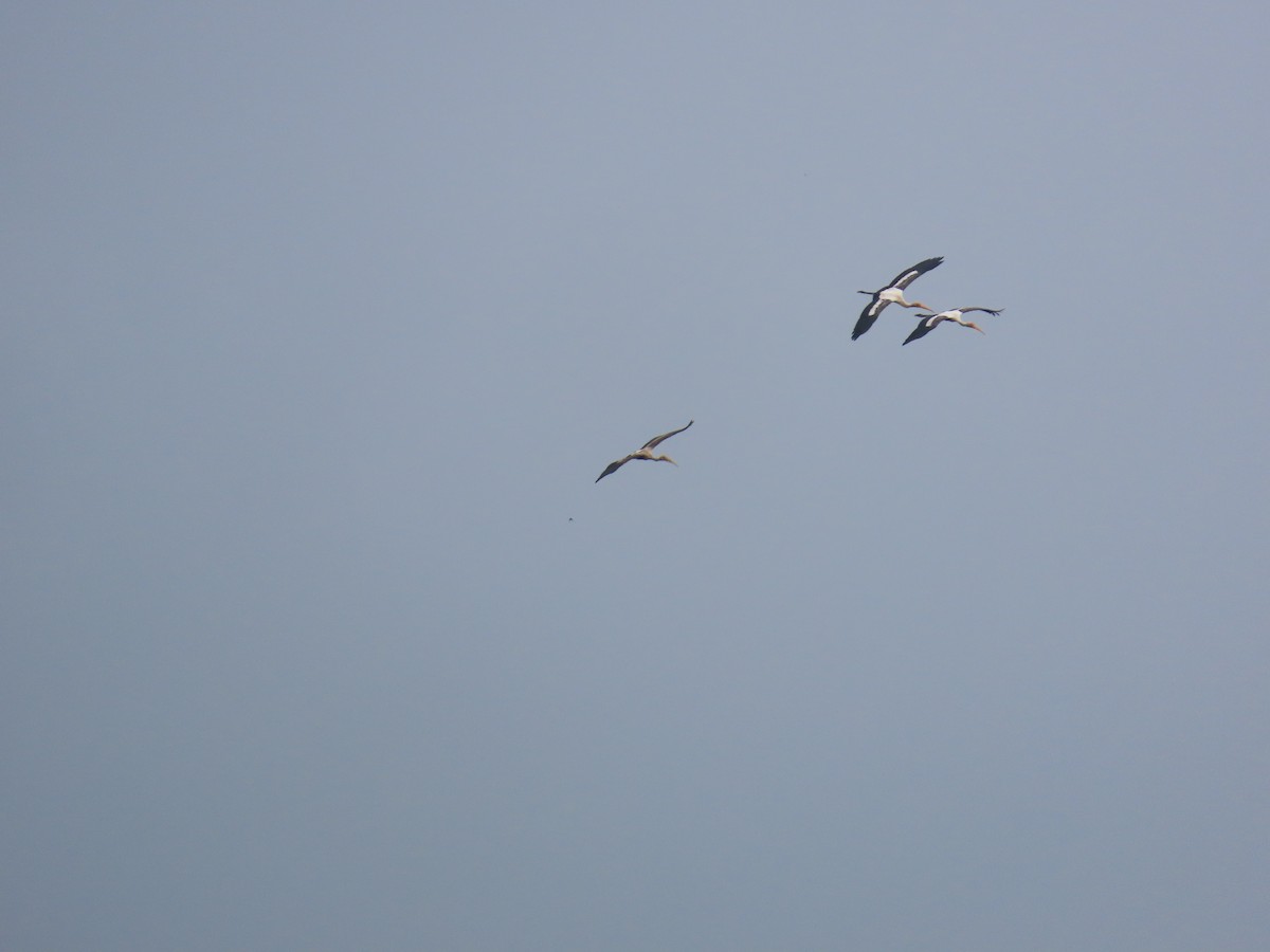 Painted Stork - ML623972998