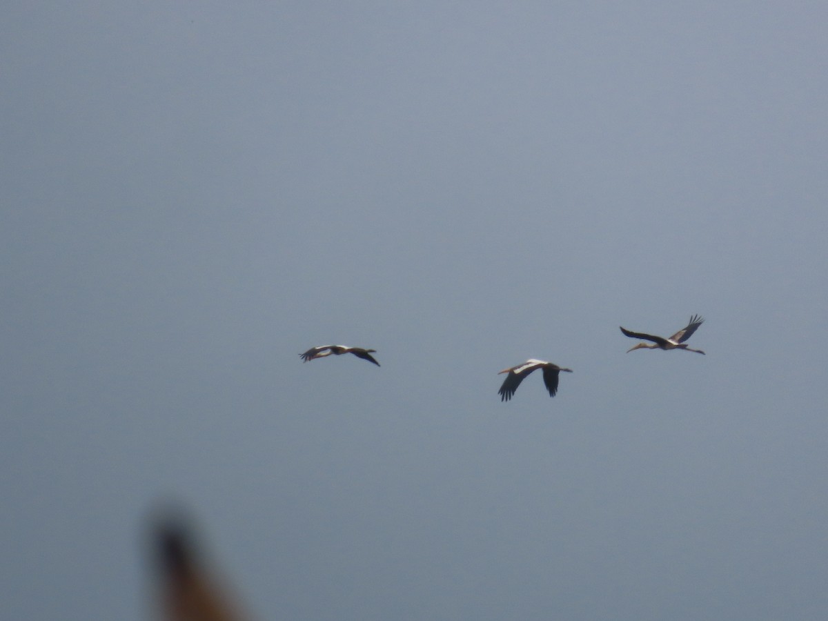 Painted Stork - ML623973000