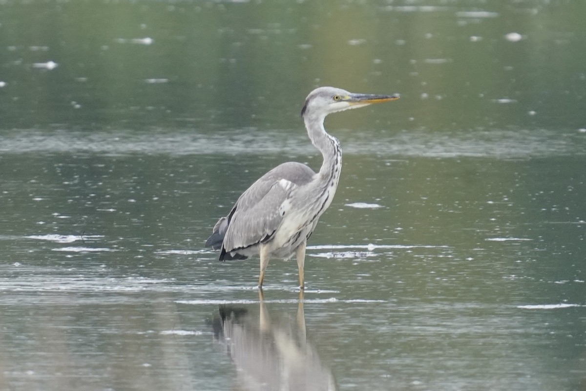 Gray Heron - ML623973006