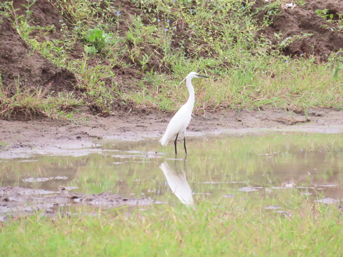 Little Egret - ML623973008