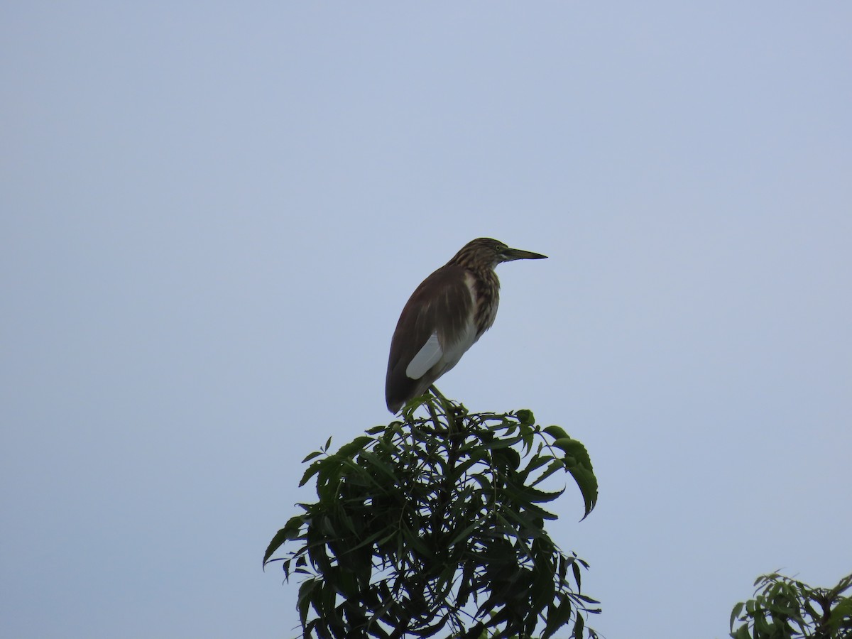 Indian Pond-Heron - ML623973009