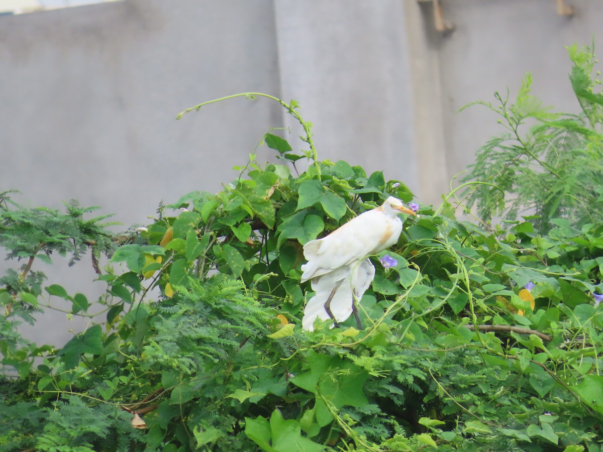 Eastern Cattle Egret - ML623973010