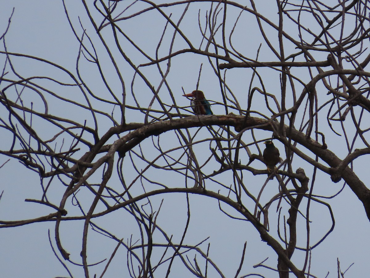 White-throated Kingfisher - ML623973011