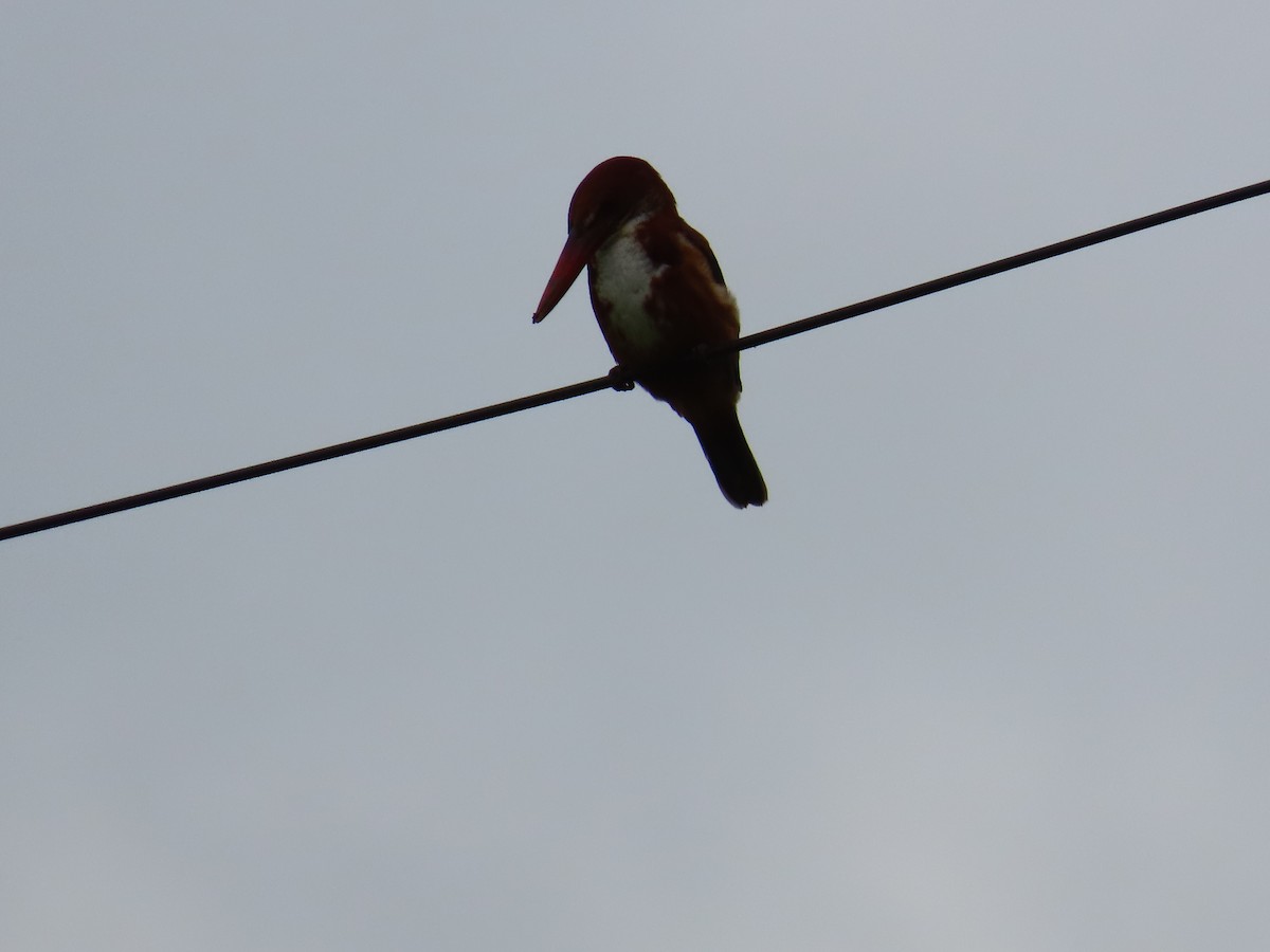 White-throated Kingfisher - ML623973012