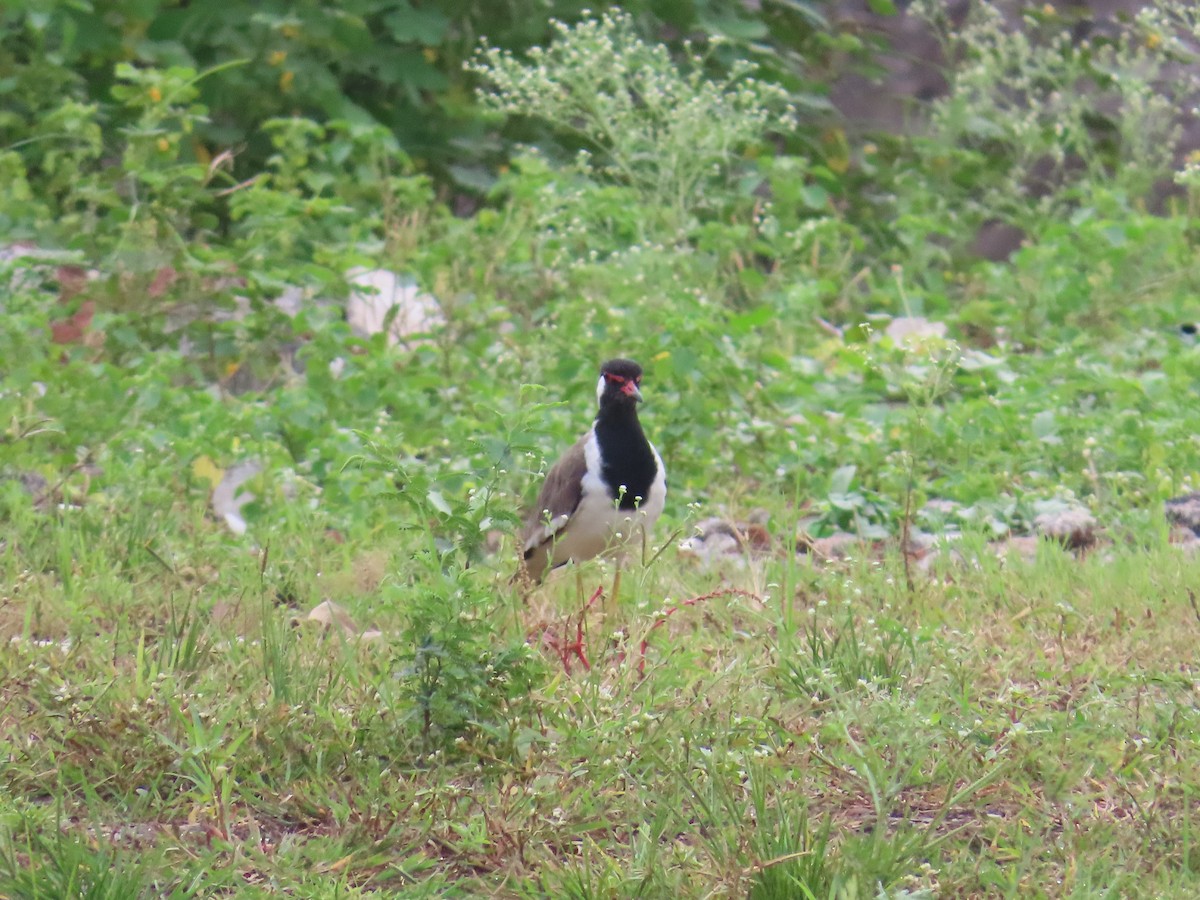 Red-wattled Lapwing - ML623973014