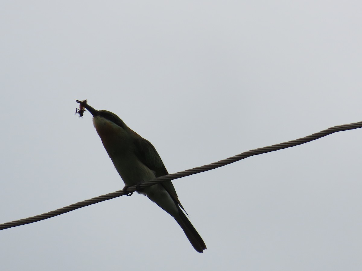 Blue-tailed Bee-eater - ML623973015