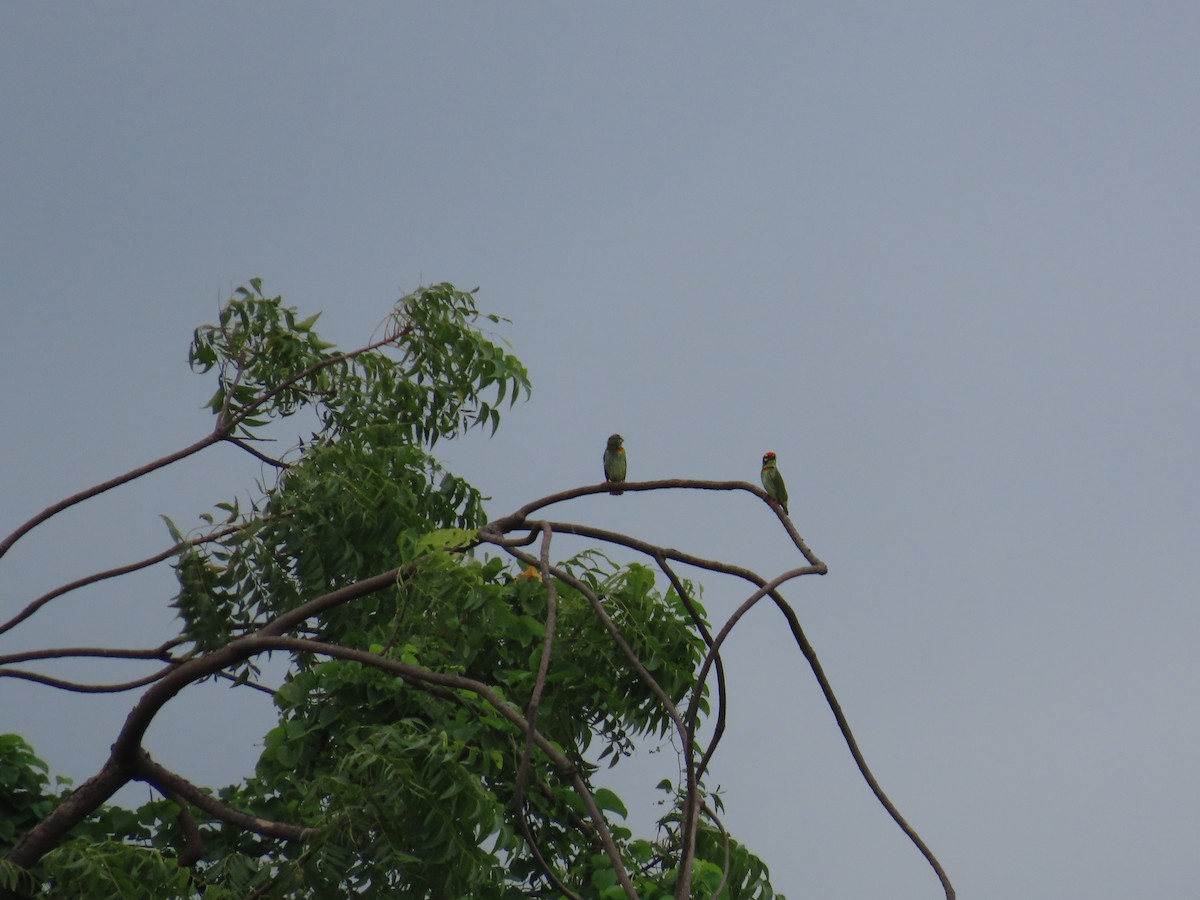 Coppersmith Barbet - ML623973016