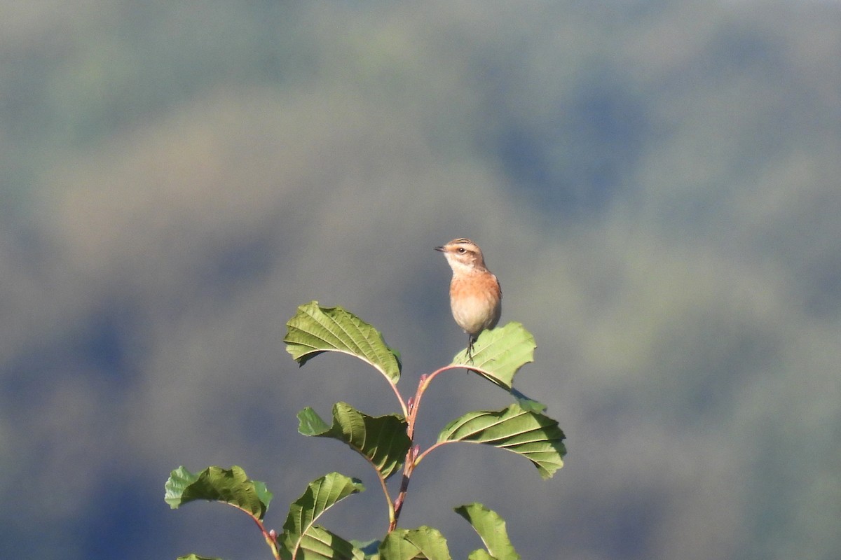 European Stonechat - ML623973017