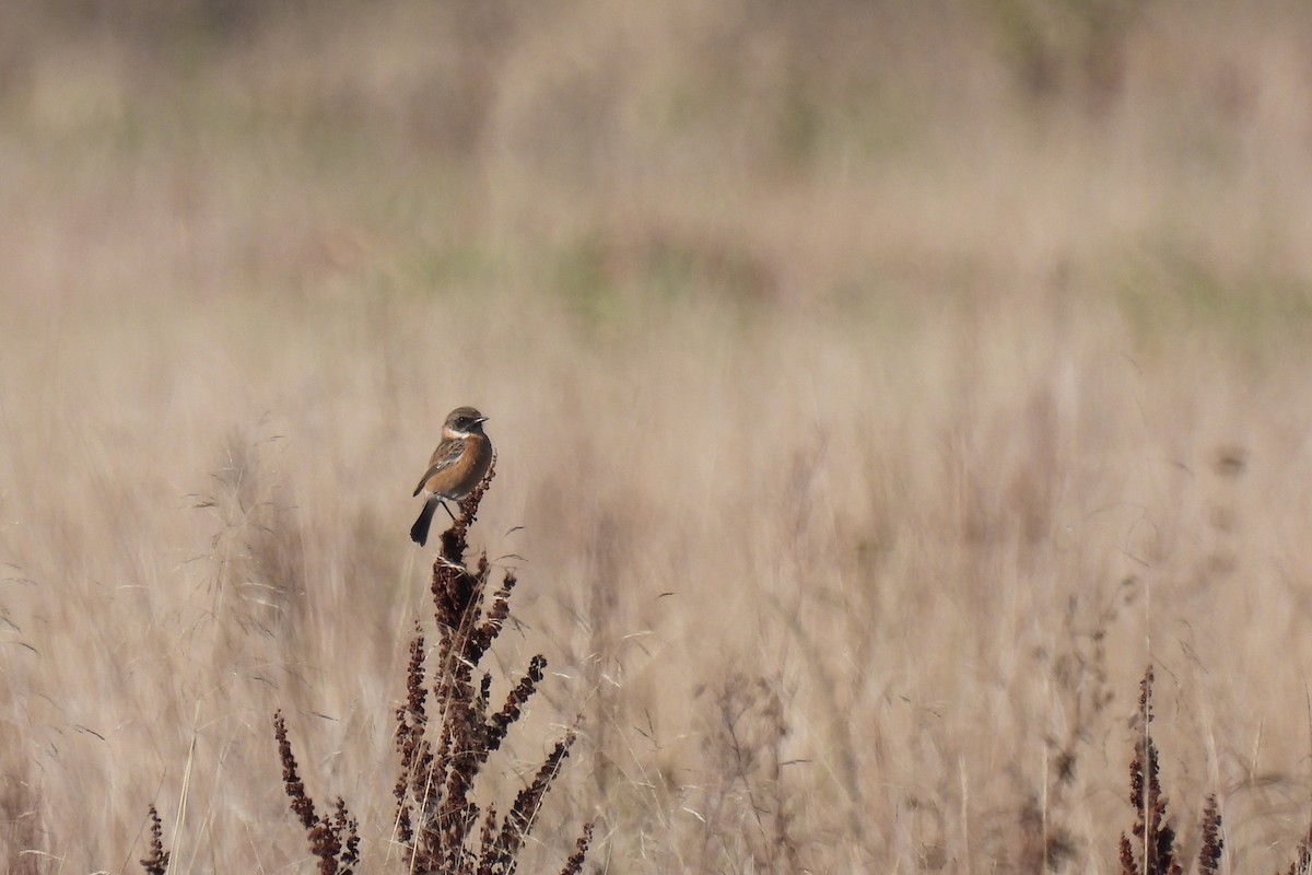 European Stonechat - ML623973018