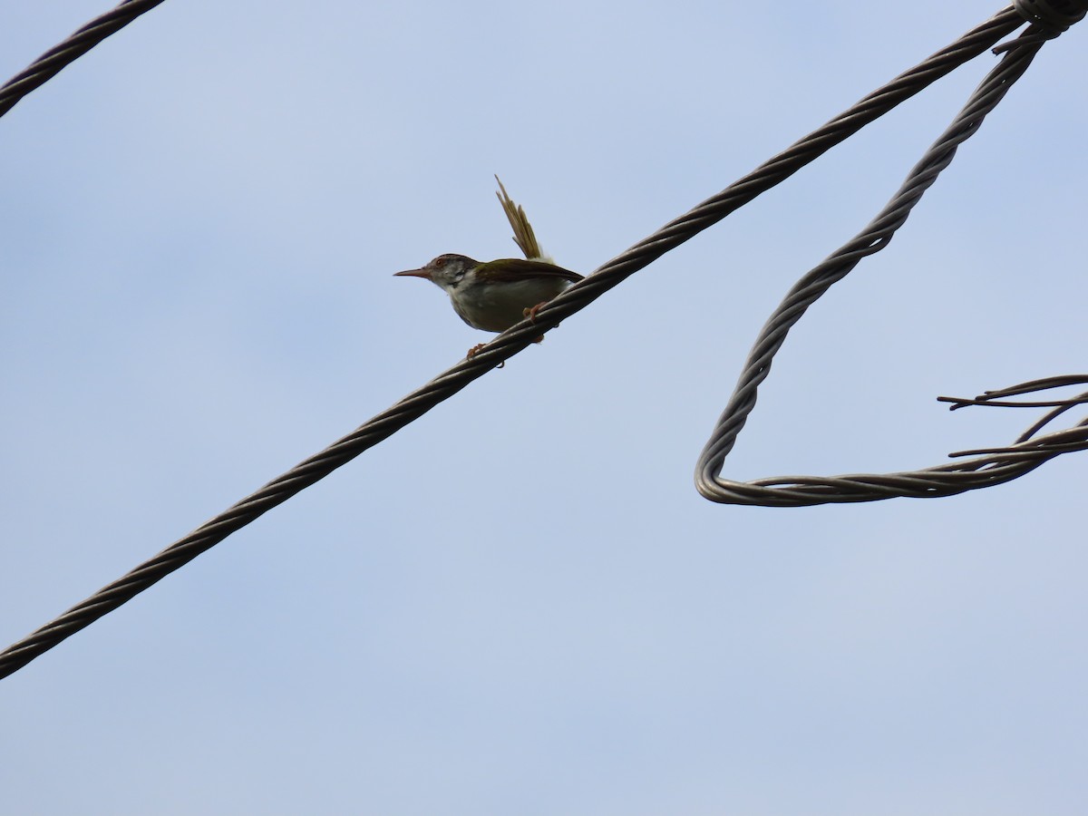 Common Tailorbird - ML623973019