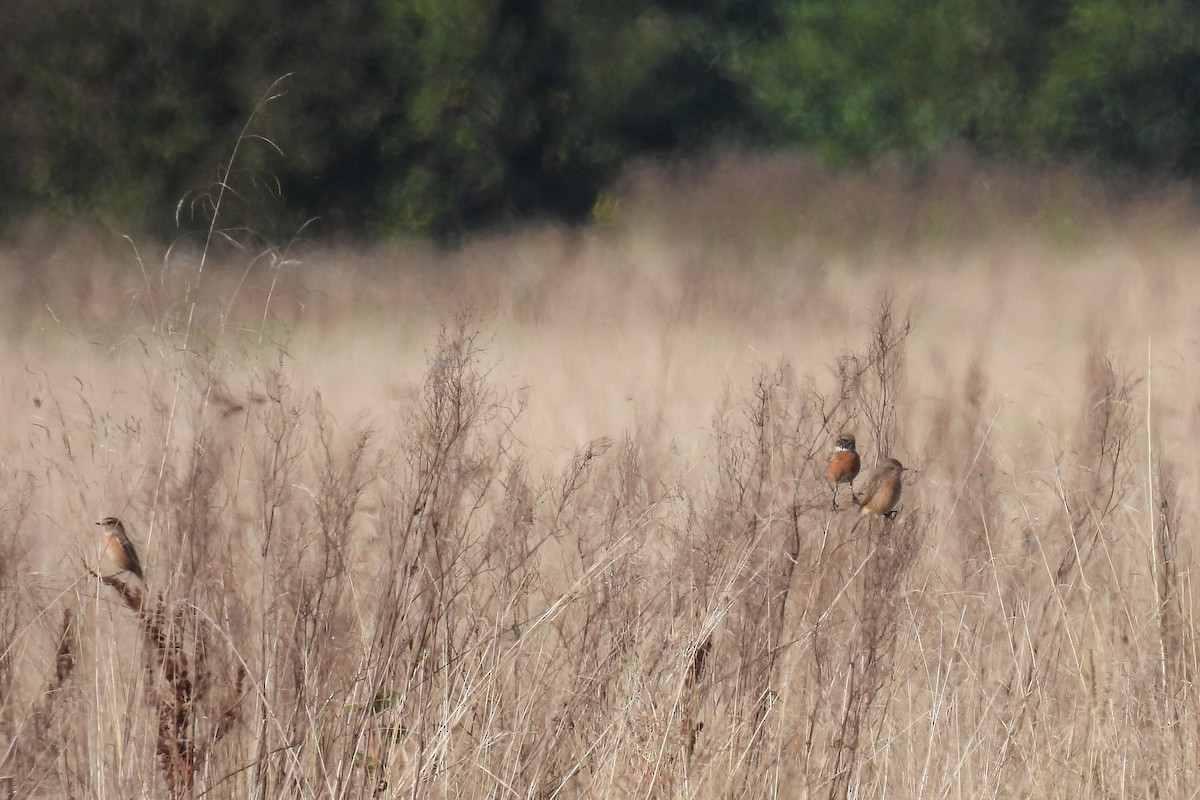 European Stonechat - ML623973020