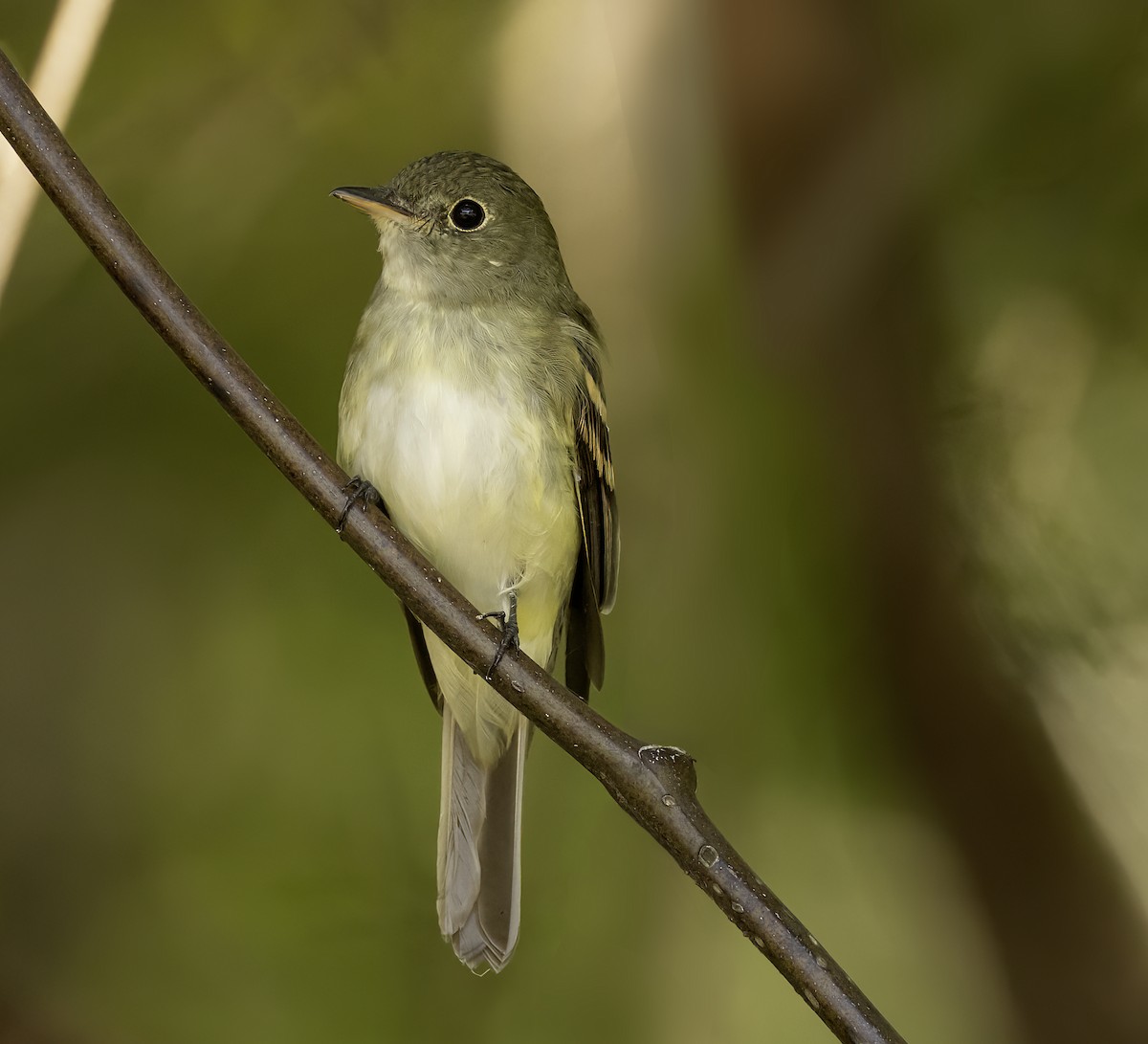 Acadian Flycatcher - ML623973025