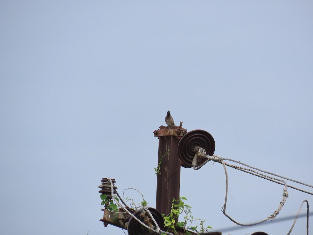 Red-vented Bulbul - ML623973029