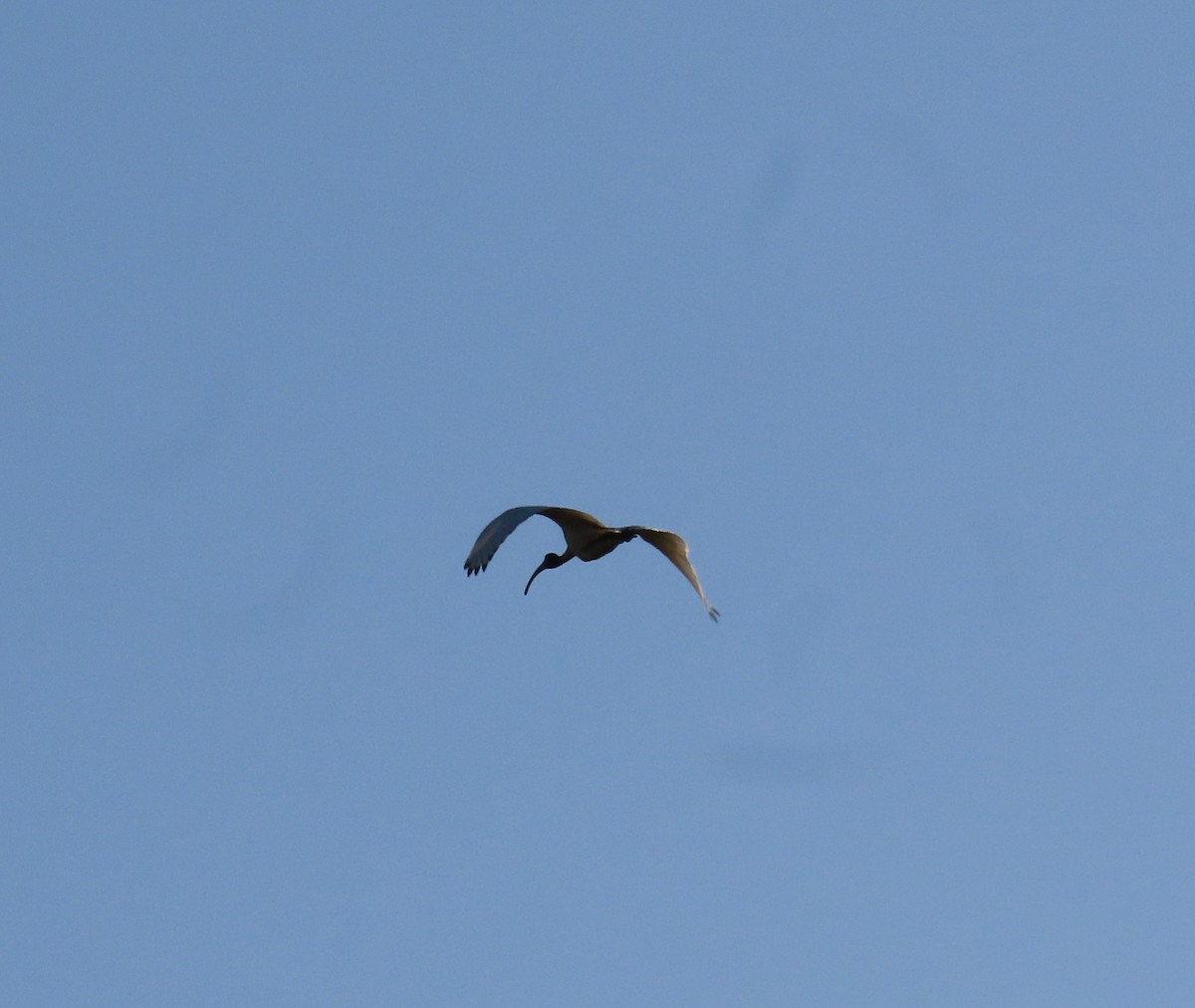 Australian Ibis - ML623973030