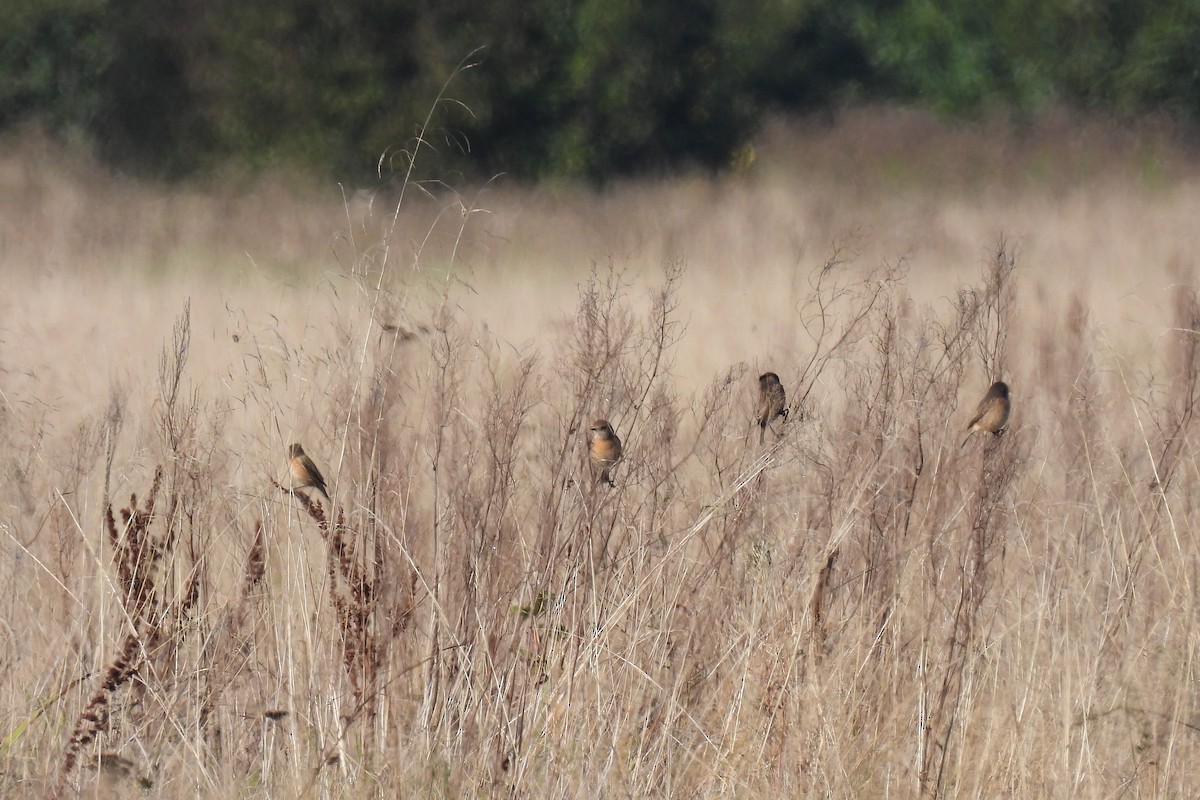 European Stonechat - Beata Prusak