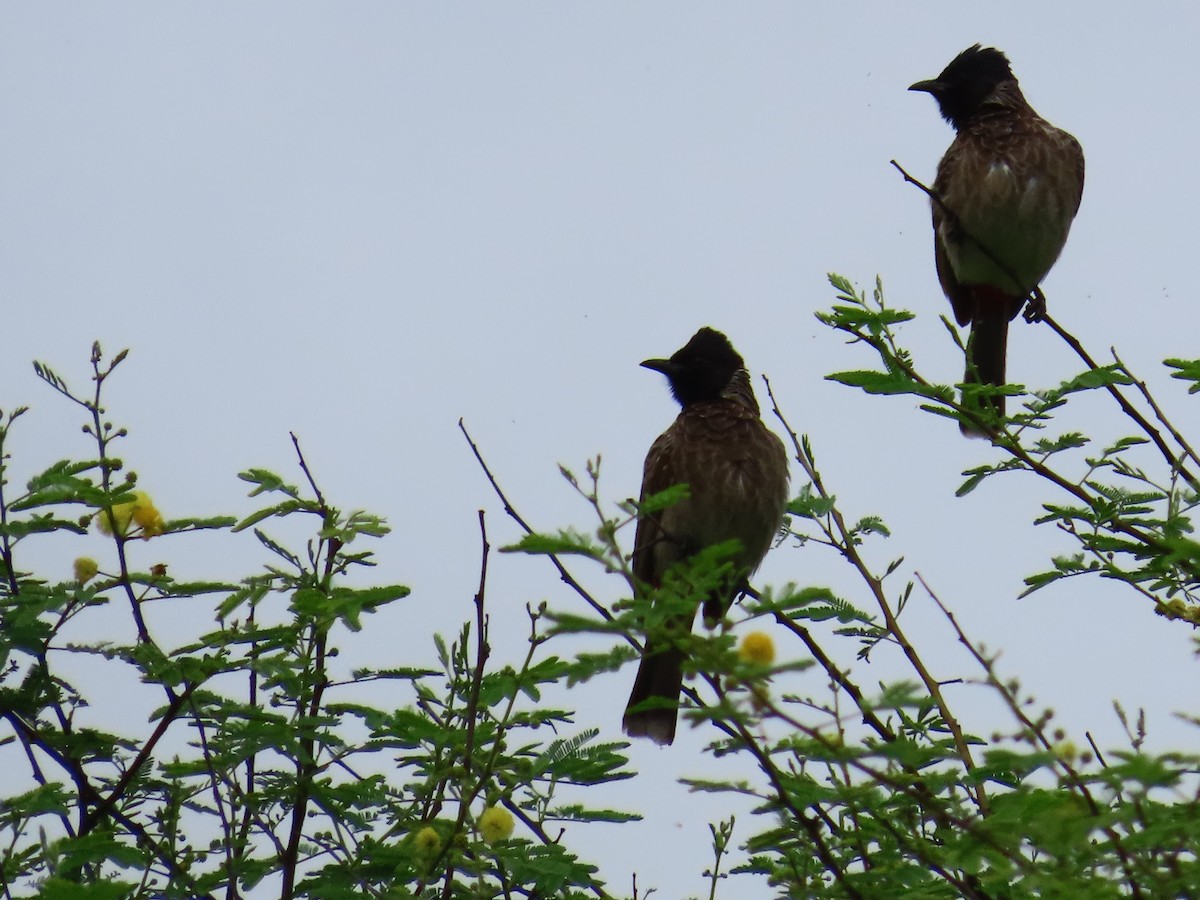 Red-vented Bulbul - Shilpa Gadgil