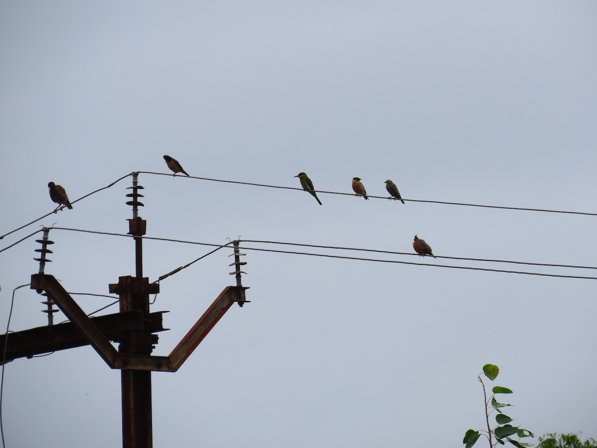 Brahminy Starling - ML623973037