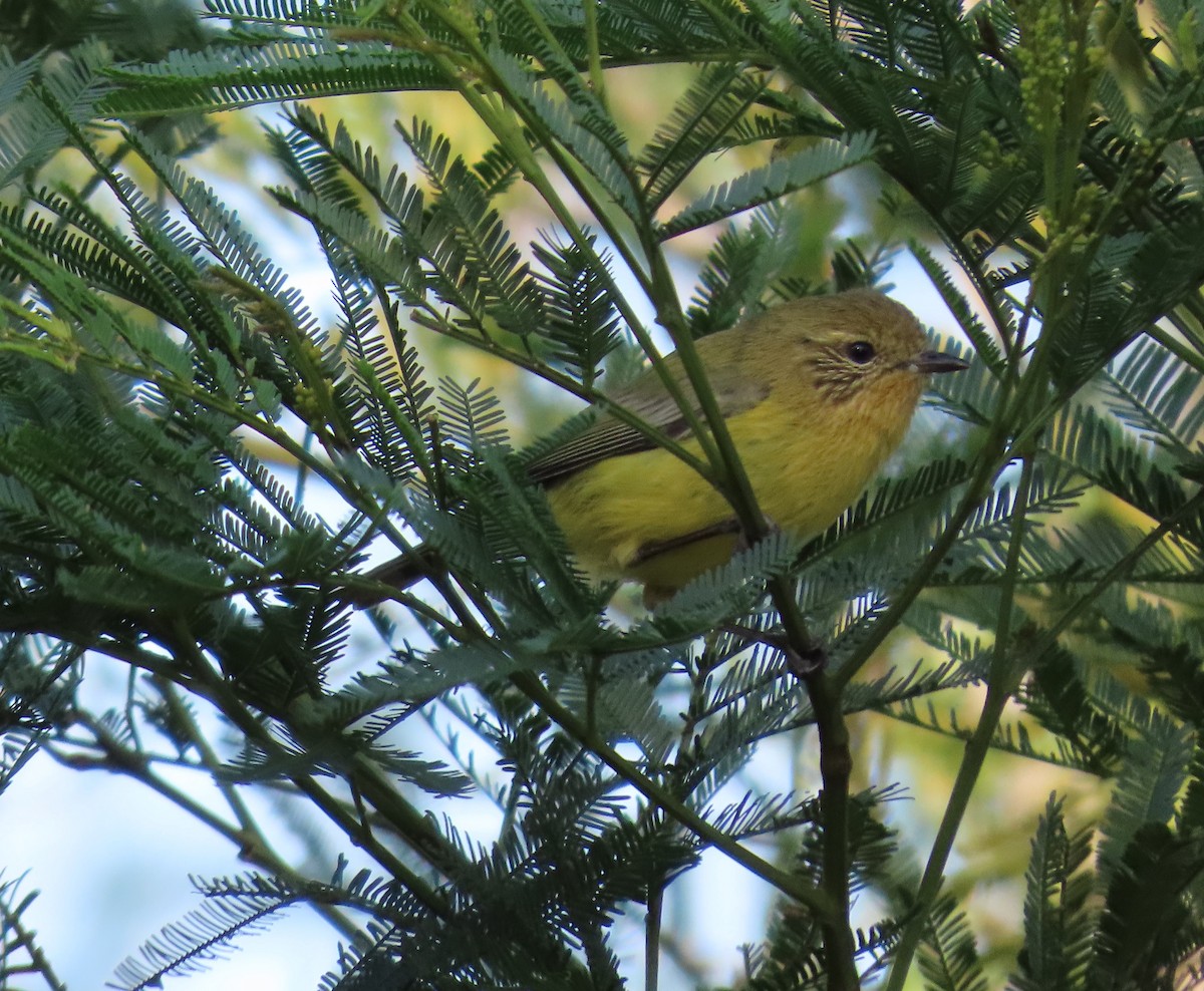 Yellow Thornbill - ML623973038