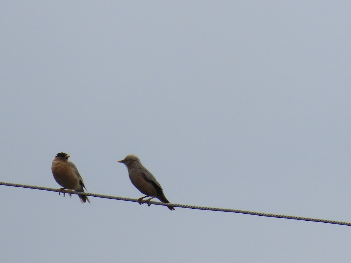 Chestnut-tailed Starling - ML623973046