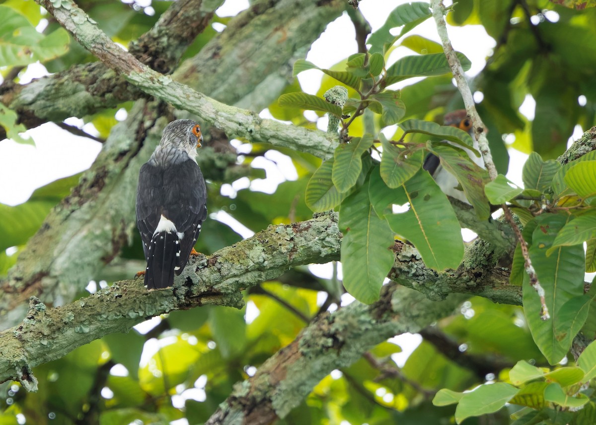 White-rumped Falcon - ML623973048