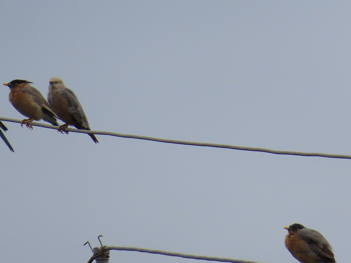 Chestnut-tailed Starling - ML623973049