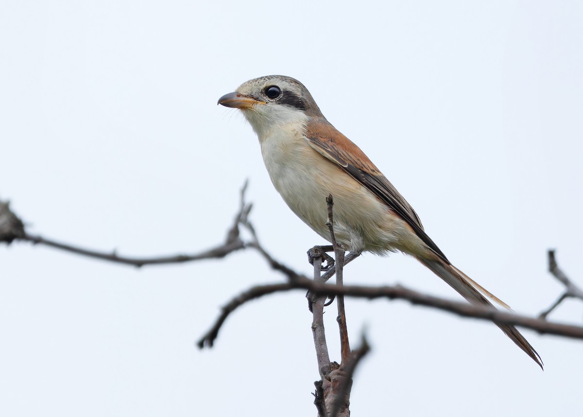 Burmese Shrike - ML623973052